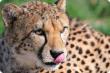  GeparD